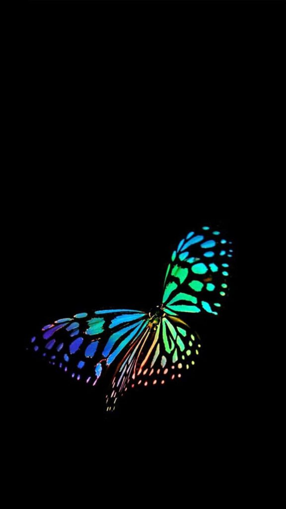 Vibrant Multicolored Butterfly Wallpaper Against Dark Background
