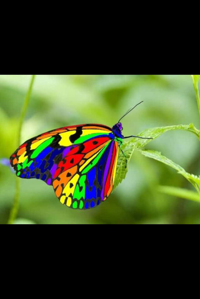 Vibrant Butterfly Wallpaper: Colorful Beauty on Lush Green Leaf