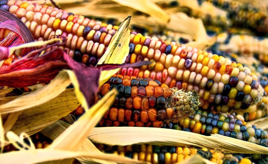Vibrant multicolored corn wallpaper with yellow red purple orange kernels and rustic dried husks