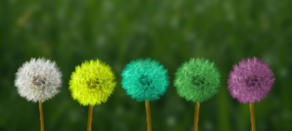 Vibrant Multicolored Dandelions on Blurred Green Background Wallpaper