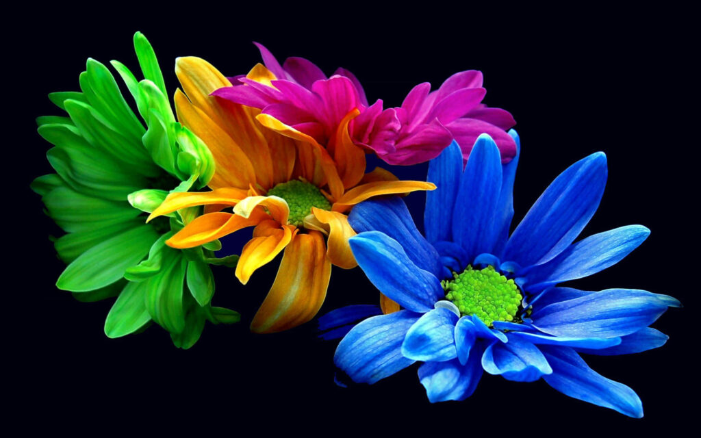 Vibrant Multicolored Flower Wallpaper on Black Background