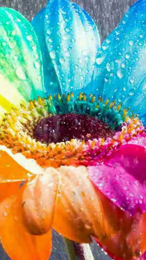 Vibrant Rainbow Flower Wallpaper with Dewdrops for iPhone Screen