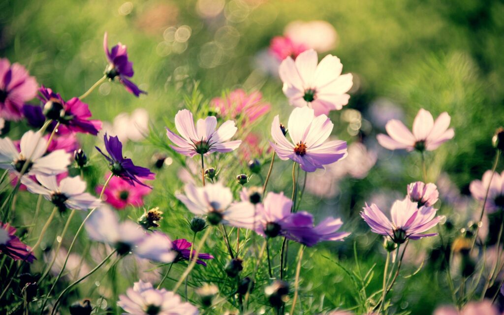 Vibrant Flower Field Wallpaper: Serene Multicolored Background