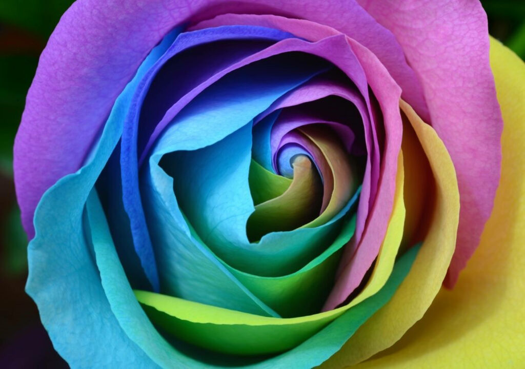 Vibrant Multicolored Rose 4K Wallpaper - Stunning Floral Background