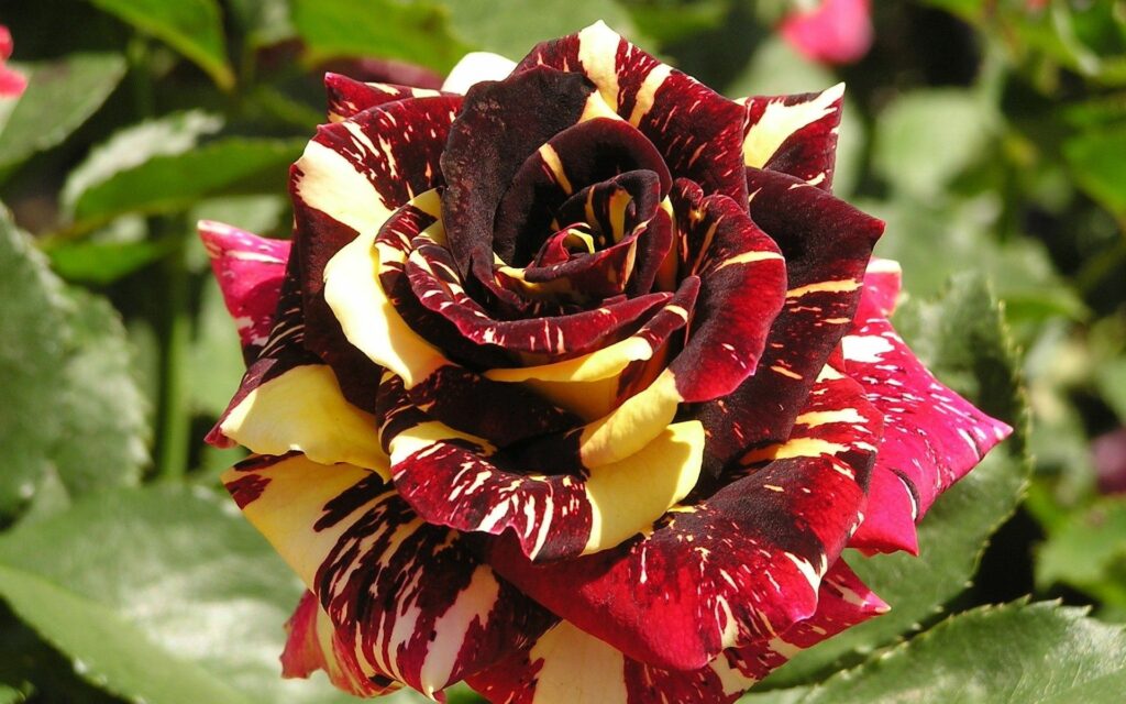 Vibrant Multicolored Rose Close-Up Wallpaper with Green Background
