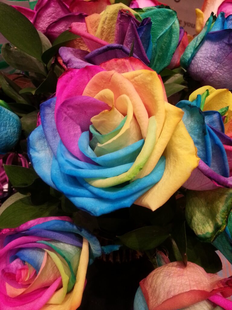 Vibrant Rainbow Rose Wallpaper: Stunning Multicolored Floral Background