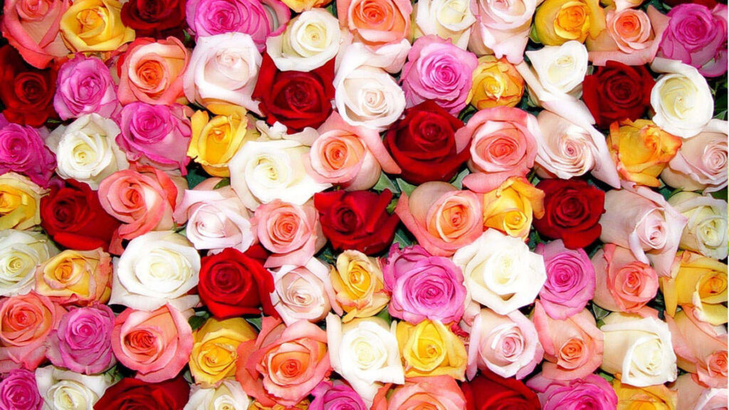 Stunning Multicolored Rose Wallpaper: Nature's Vibrant Beauty