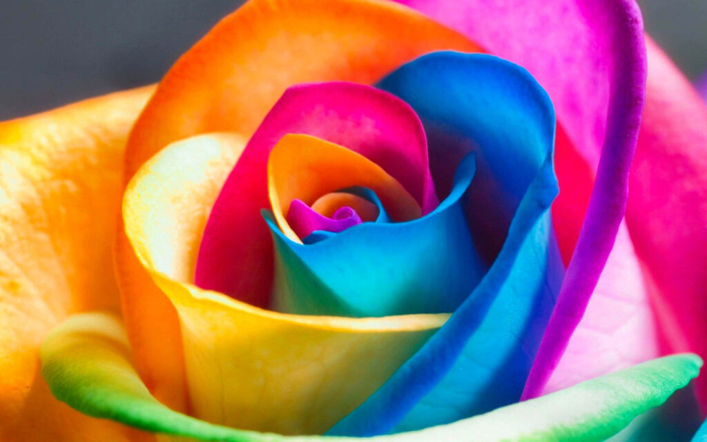 Stunning Multicolored Rose Wallpaper - Vibrant Floral Background