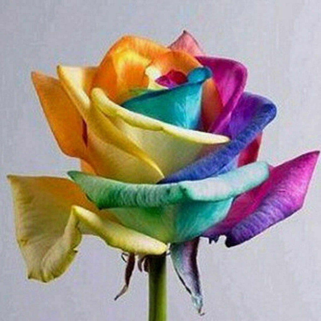 Vibrant Multicolored Rose Wallpaper: Stunning Floral Background Design