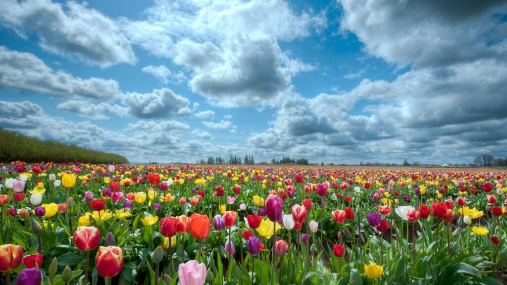 Vibrant multicolored tulip field under dramatic cloudy sky spring wallpaper background nature