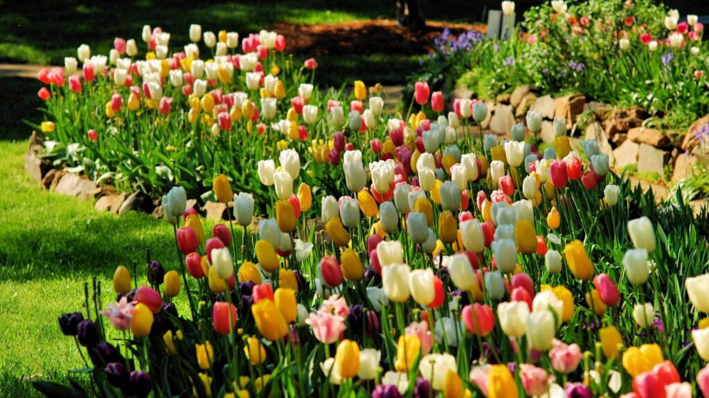 Vibrant multicolored tulip flower bed blooming with pastel and bold hues in spring garden Wallpaper