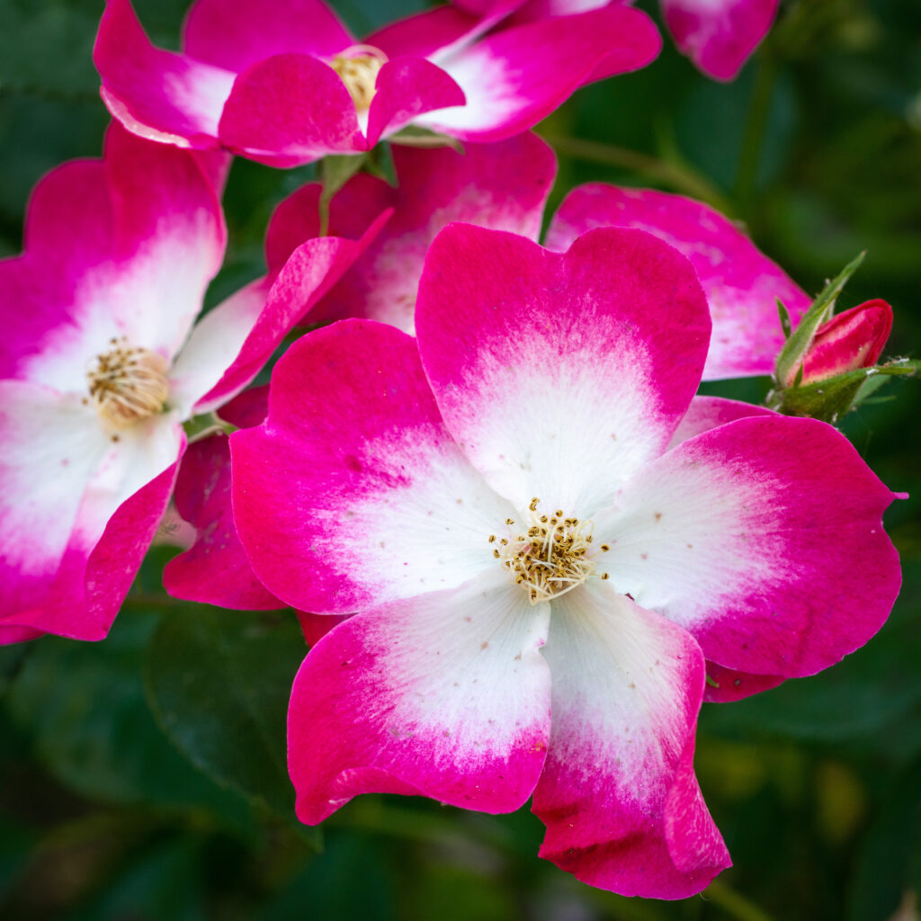 Vibrant Musk Roses: Close-Up Pink and White Floral Background Wallpaper