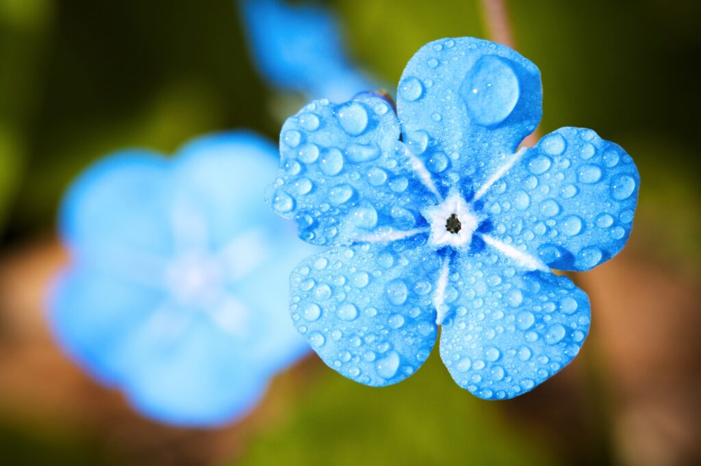 Vibrant Myosotis Flower Wallpaper: Macro with Water Droplets