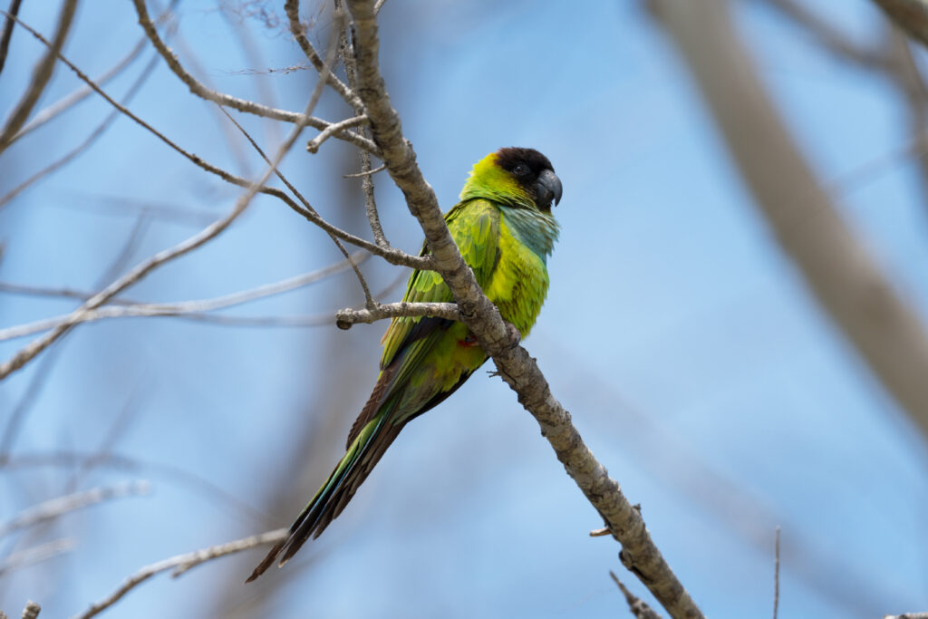 Vibrant Nanday Parakeet on Branch - Colorful Nature Wallpaper