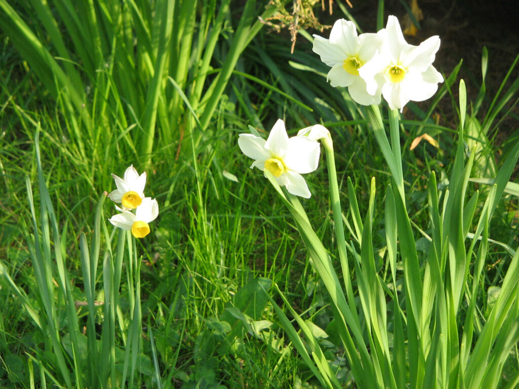 Vibrant Narcissus Flowers Wallpaper - Springtime Beauty in Green