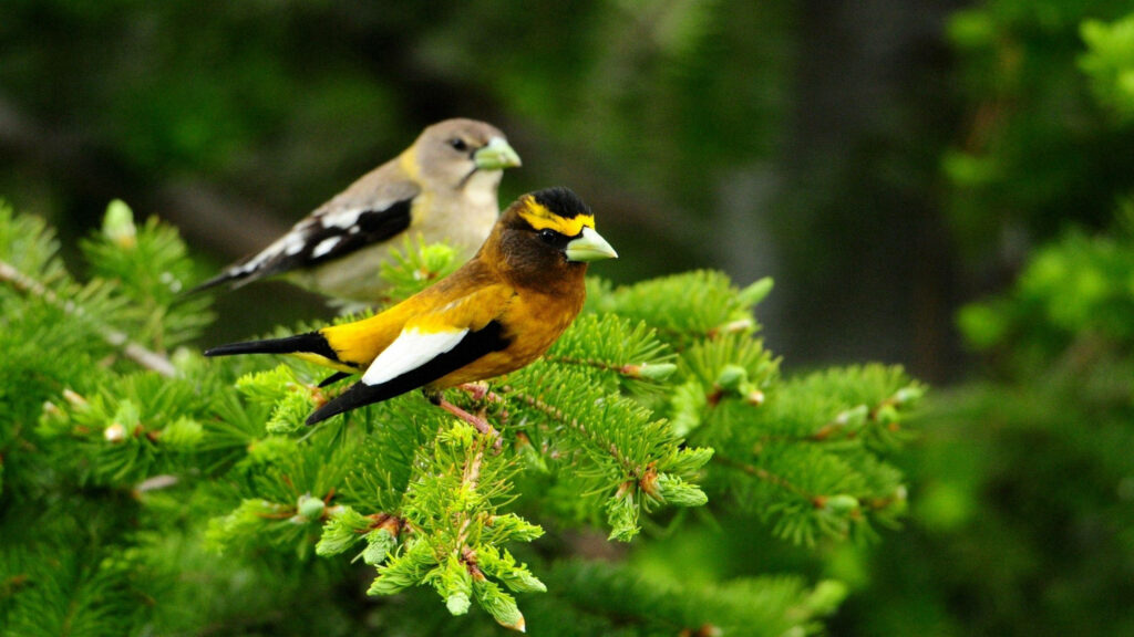 Colorful Birds on Lush Green Branches - Serene Nature Wallpaper