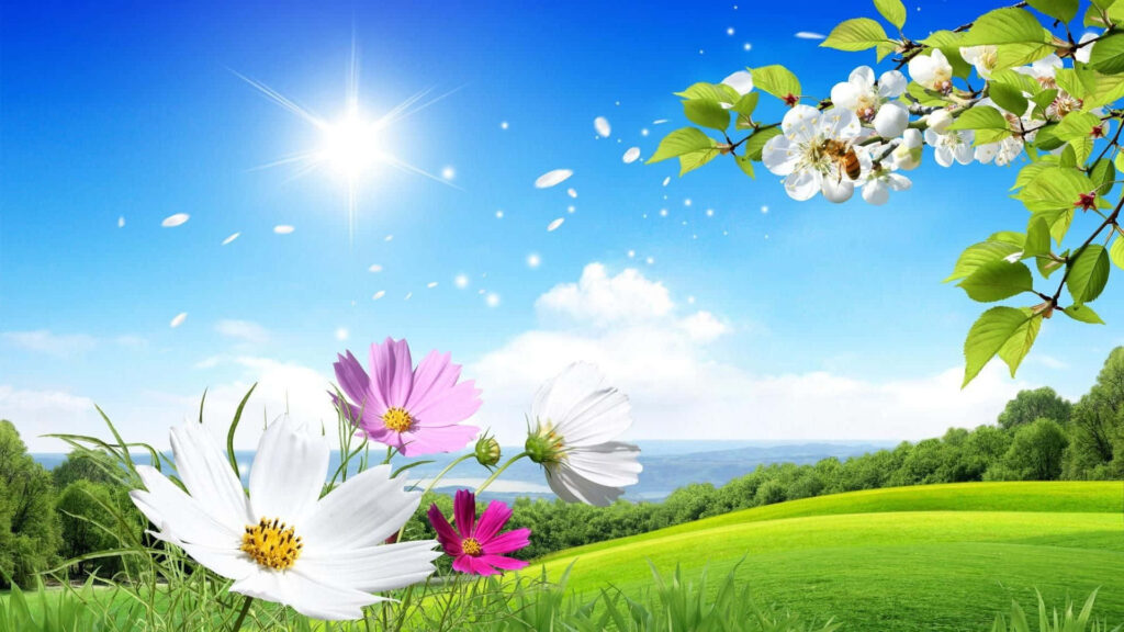 Vibrant Field Wallpaper: Bright Sky, Colorful Flowers & Green Hills