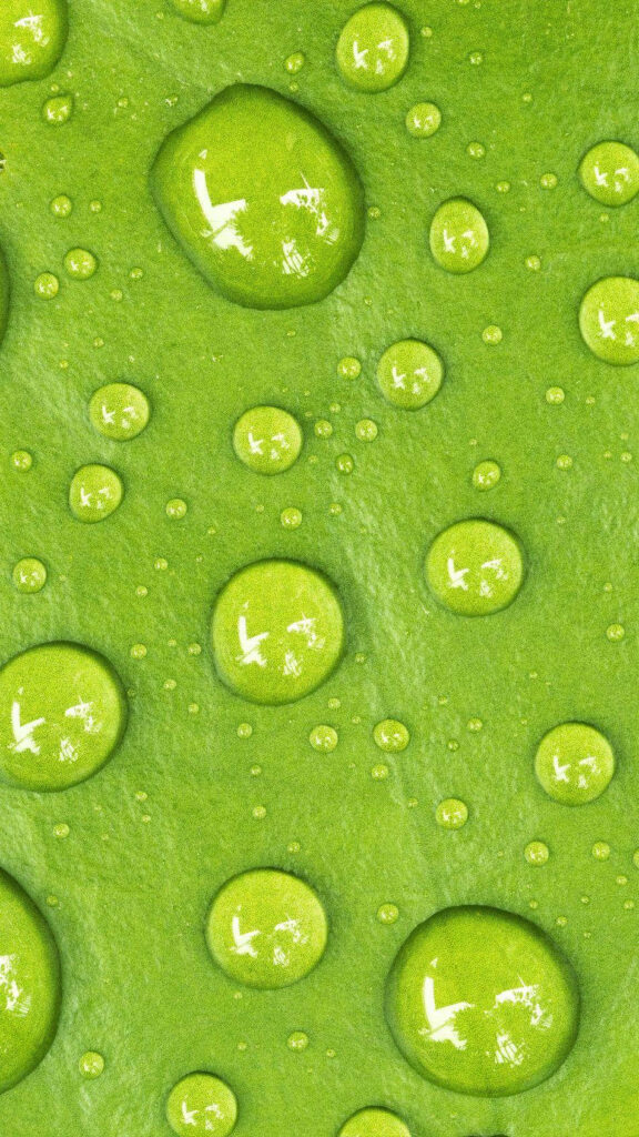 Refreshing Green Leaf Wallpaper with Glistening Water Droplets