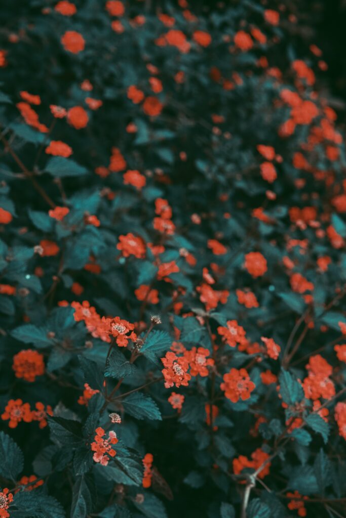 Vibrant Nature Wallpaper: Lush Bushes & Red Flower Backgrounds