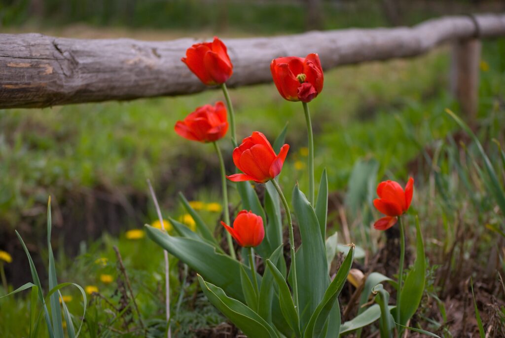 Charming Nature Wallpaper: Bright Red Tulips & Rustic Fence Background