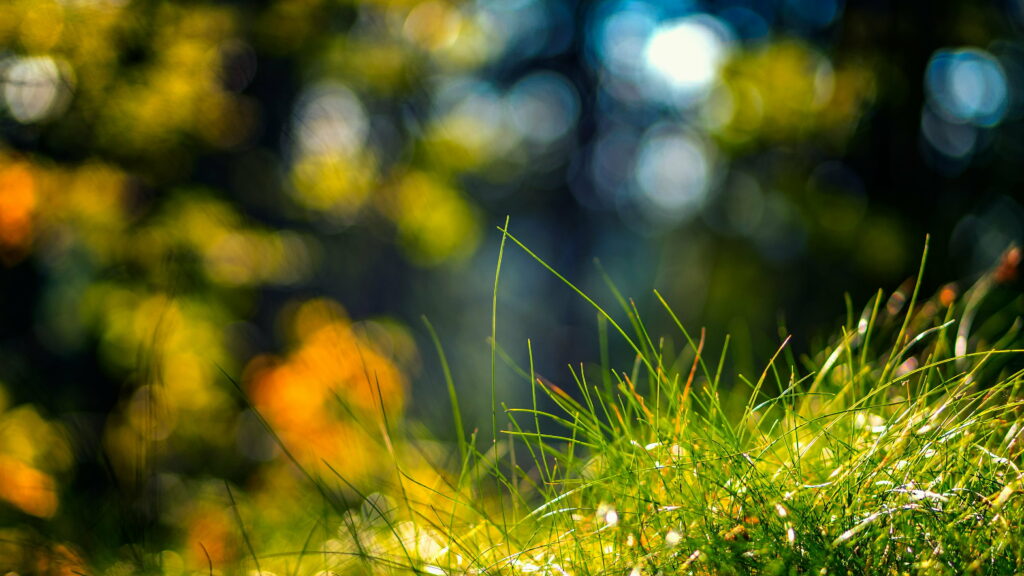 Blurred Nature Symphony: Vibrant Colors in Sunlight - A Captivating 4K Wallpaper