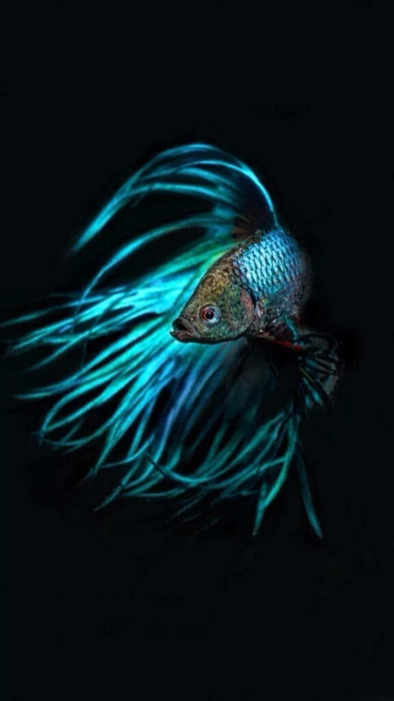 Vibrant Neon Blue Siamese Fighting Fish iPhone Wallpaper Design