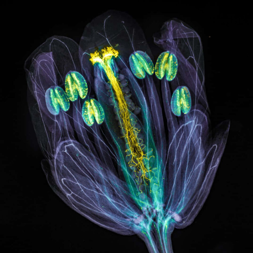 Vibrant Flower Microscopy: Neon Stamens & Pistil on Dark Background Wallpaper