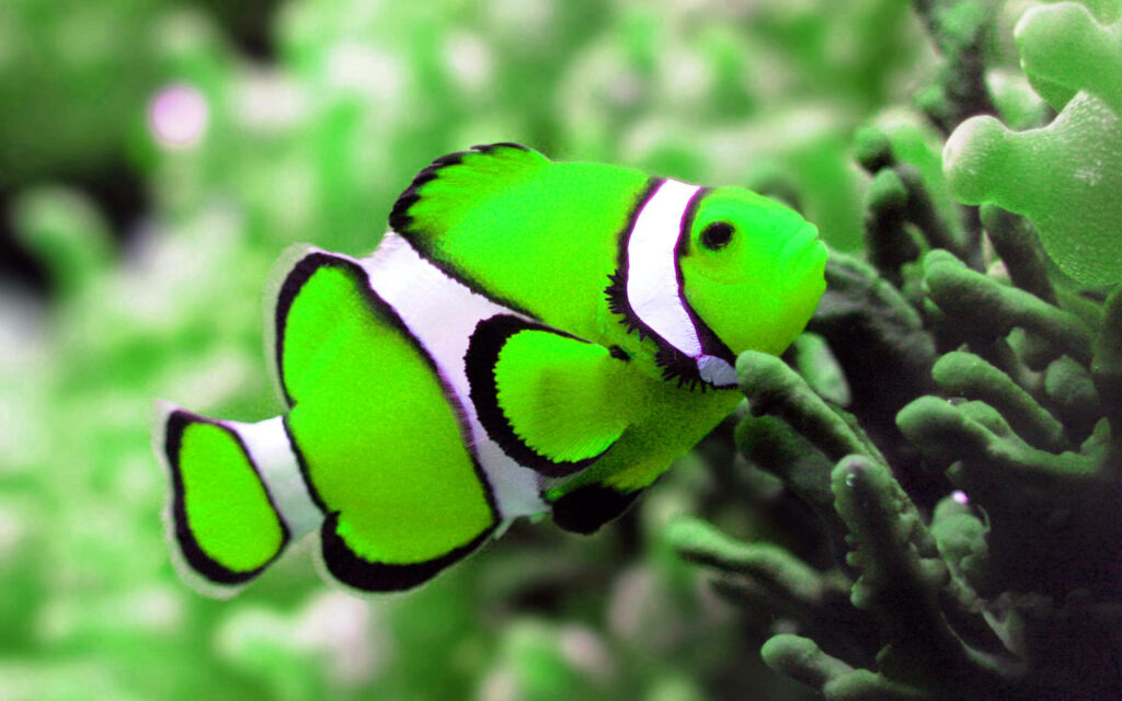 Vibrant Neon Green Clownfish Wallpaper - Lush Underwater Scene