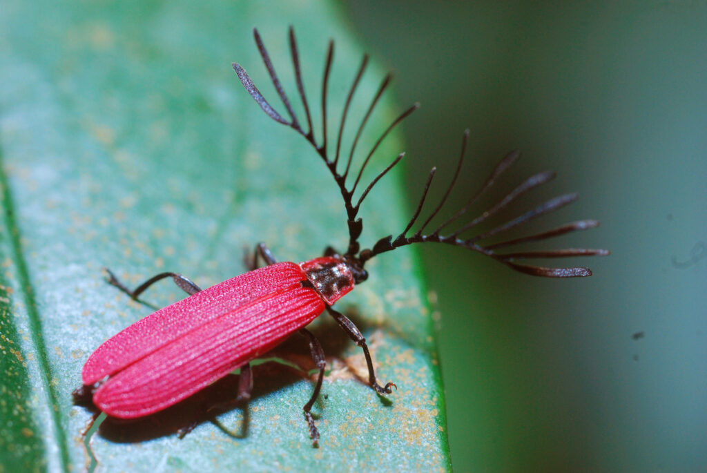 Vibrant Net-Winged Beetle Wallpaper: Nature’s Art on Your Wall