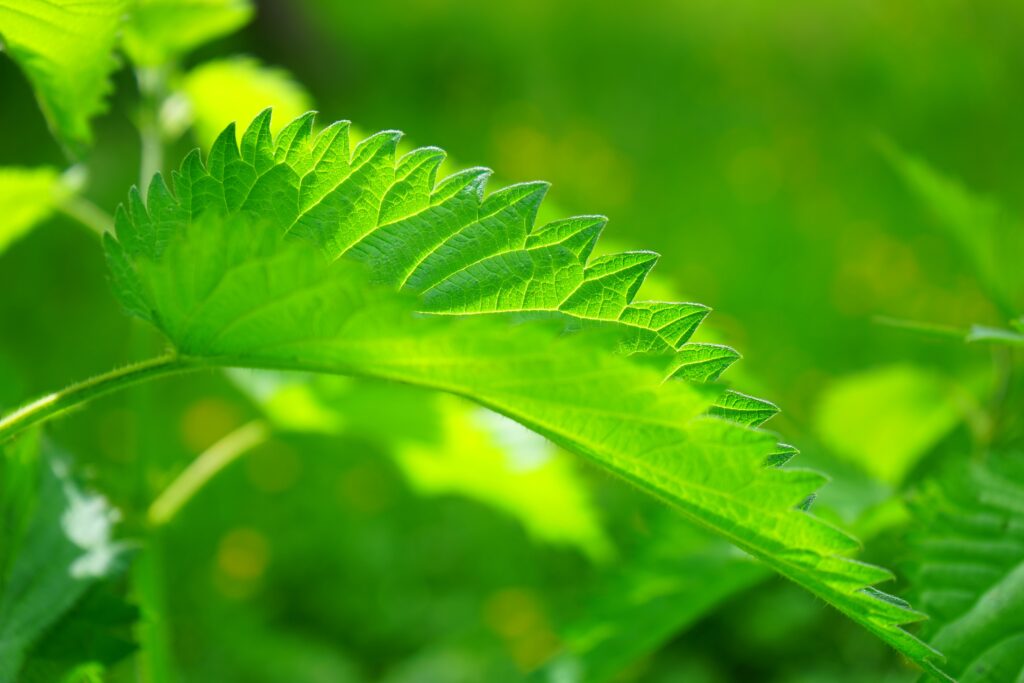 Vibrant Nettle Leaf Close-Up: Lush Green Wallpaper Background