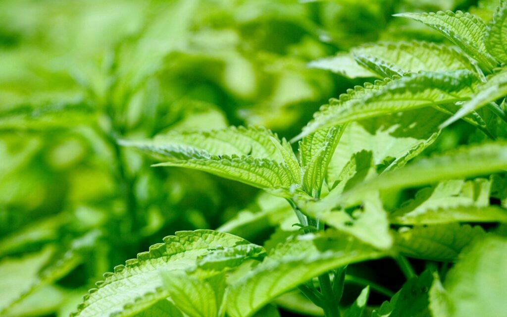 Close-up of vibrant green nettle leaves with serrated edges in soft natural sunlight background Wallpaper
