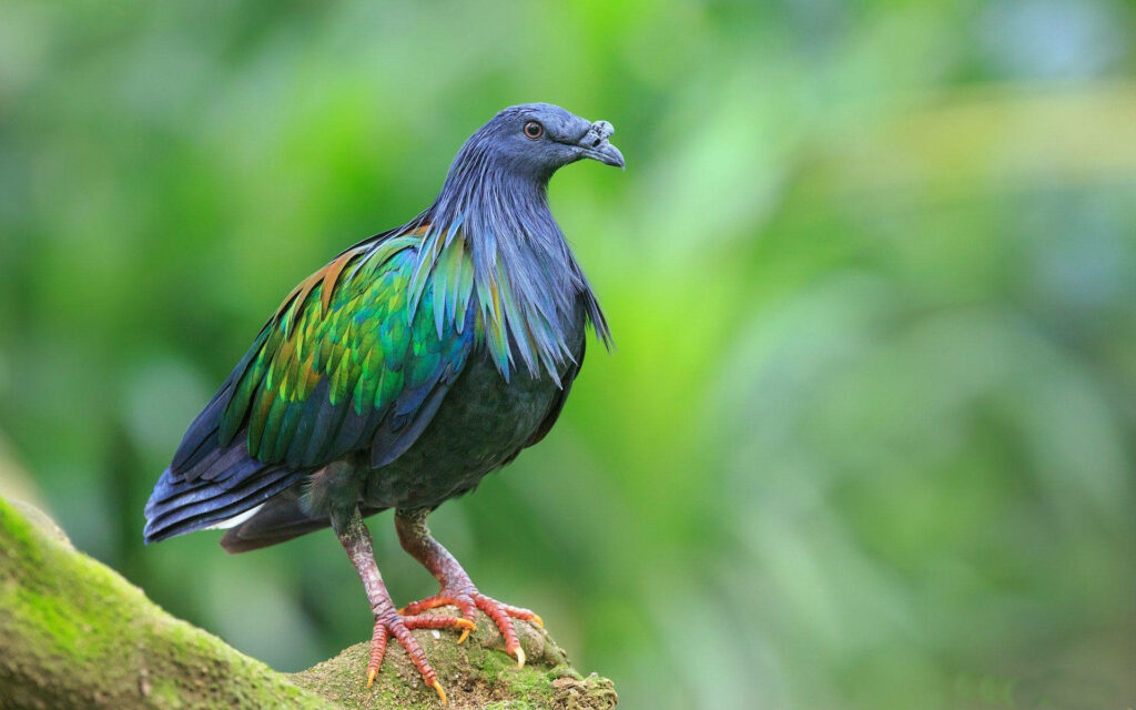 Stunning Nicobar Pigeon Wallpaper: Iridescent Feathers & Lush Background