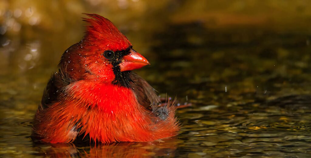 Close-up of vibrant Northern Cardinal bathing showing bright red feathers and natural background Wallpaper