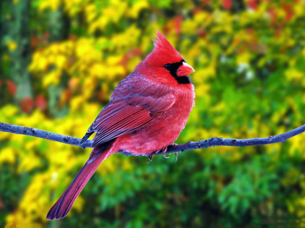 Vivid Northern Cardinal HD Wallpaper in Lush Greenery Background