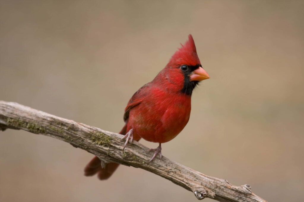 Vibrant Northern Cardinal perched on textured branch with vivid red plumage and soft blurred background Wallpaper