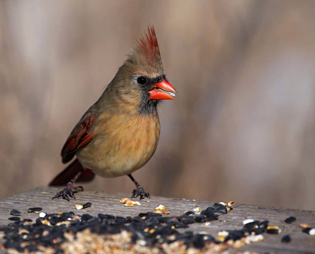 Northern Cardinal perched on wood showing bright red feathers and detailed plumage close-up Wallpaper