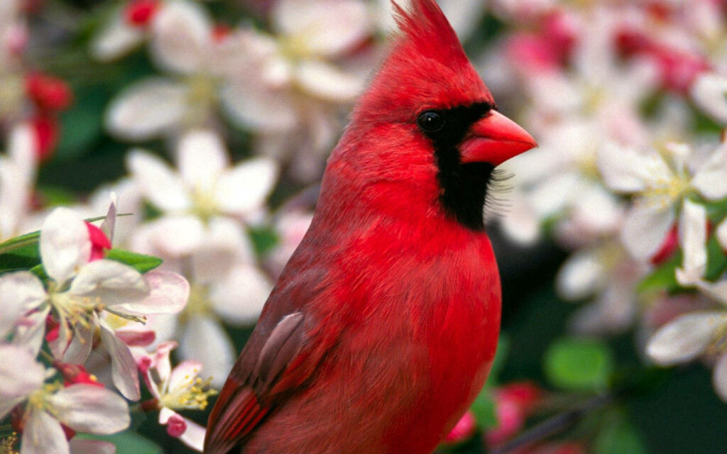 Vibrant Northern Cardinal Amid Delicate Blossoms – Serene Background Wallpaper