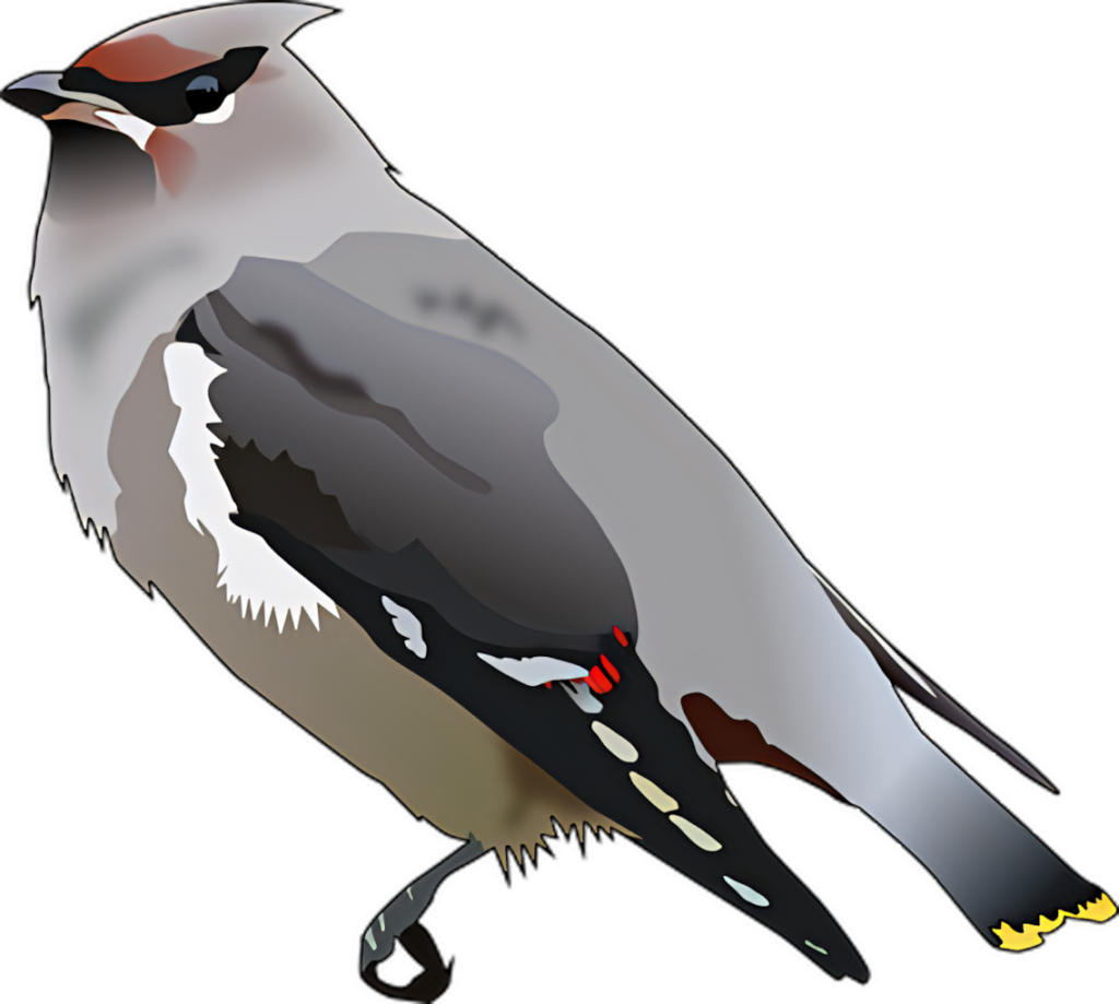 Vibrant Northern Cardinal Wallpaper | Artistic PNG Design Background