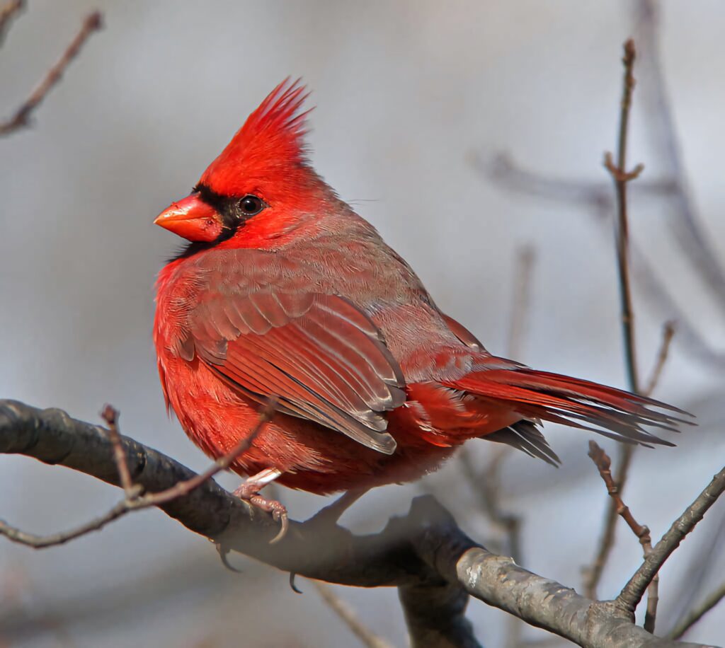 Bright red Northern Cardinal perched on bare branch with soft muted background wallpaper