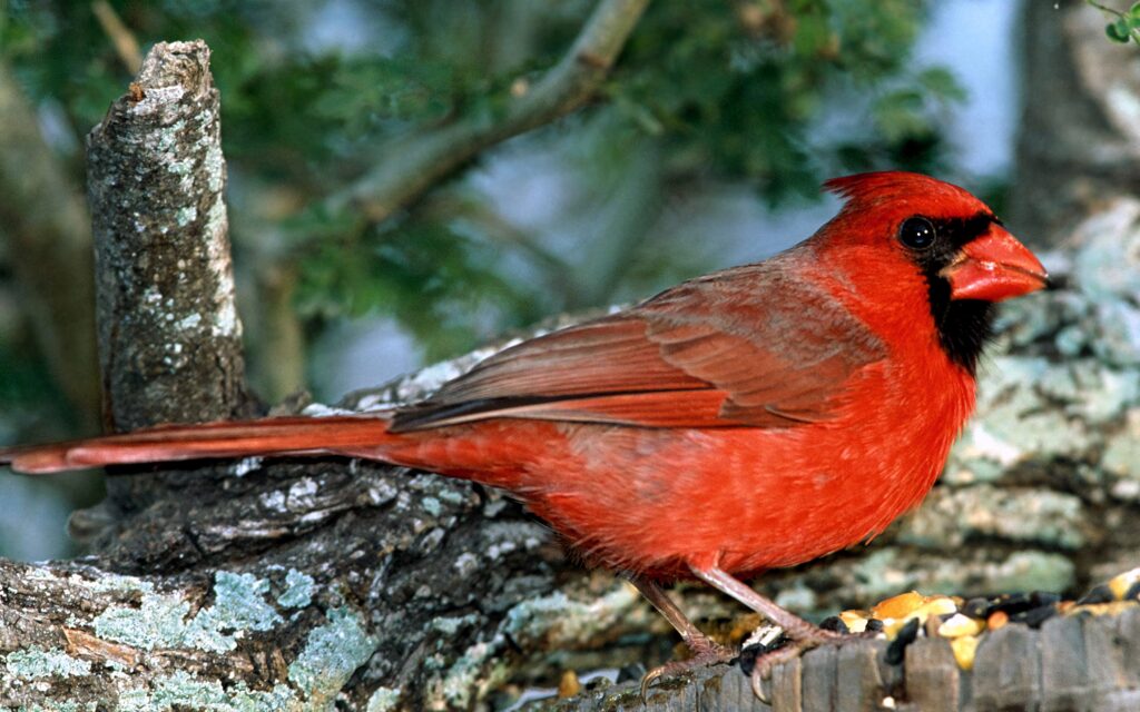 Vibrant Northern Cardinal perched on textured tree branch with vivid red feathers and green background Wallpaper