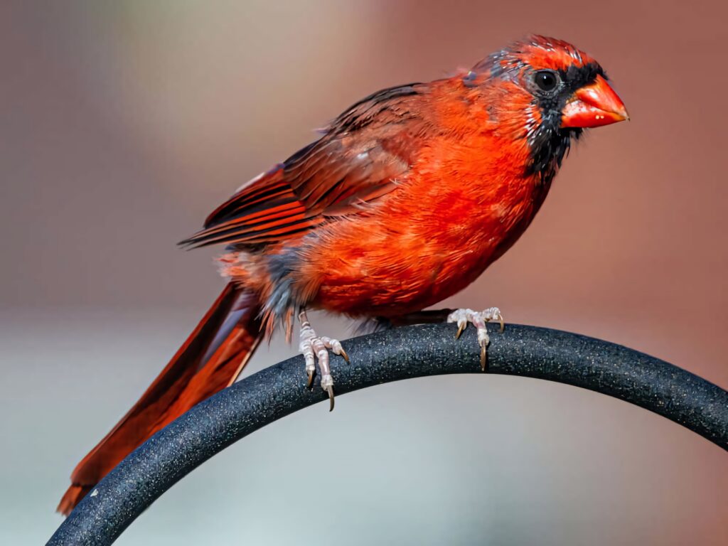 Vibrant red Northern Cardinal perched on curved branch with soft blurred natural background wallpaper