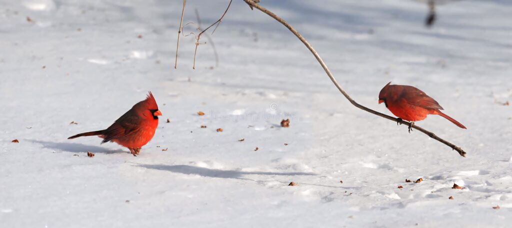 Two red Northern Cardinals in snowy landscape vibrant winter bird wallpaper background