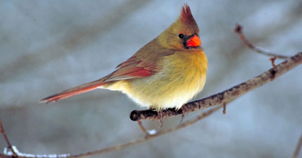 Northern Cardinal perched on bare branch vibrant red feathers against blurred natural background Wallpaper