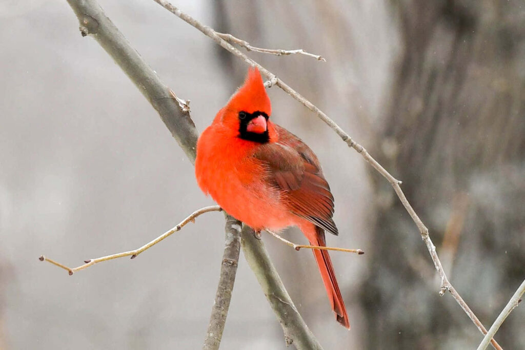 Vibrant northern cardinal perched on bare branch with bright red feathers in winter background Wallpaper