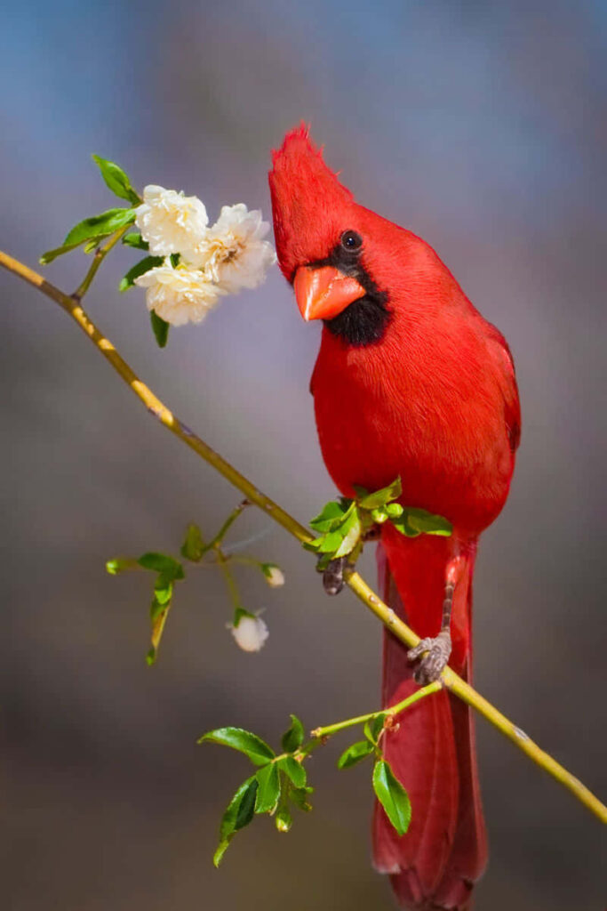 Bright red Northern Cardinal perched on branch with white flowers against soft background Wallpaper