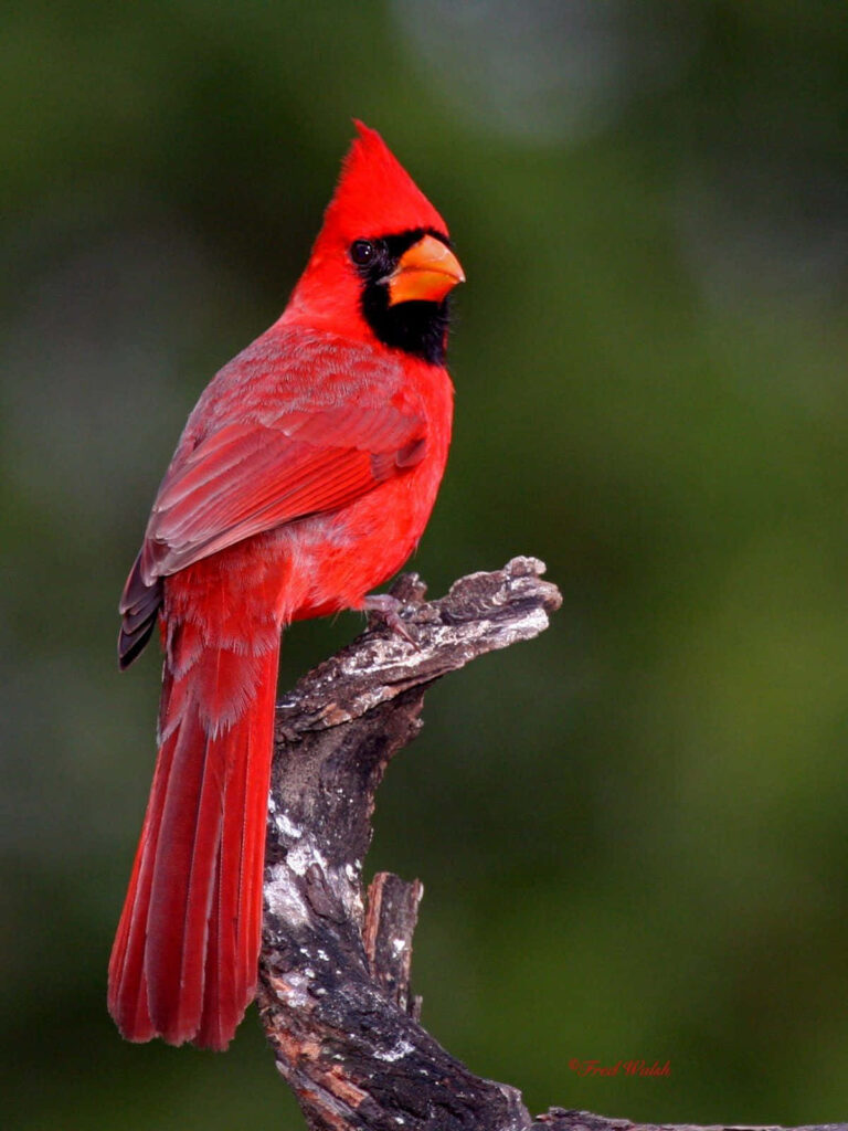Vibrant Northern Cardinal perched on flowering branch with blurred green nature background wallpaper