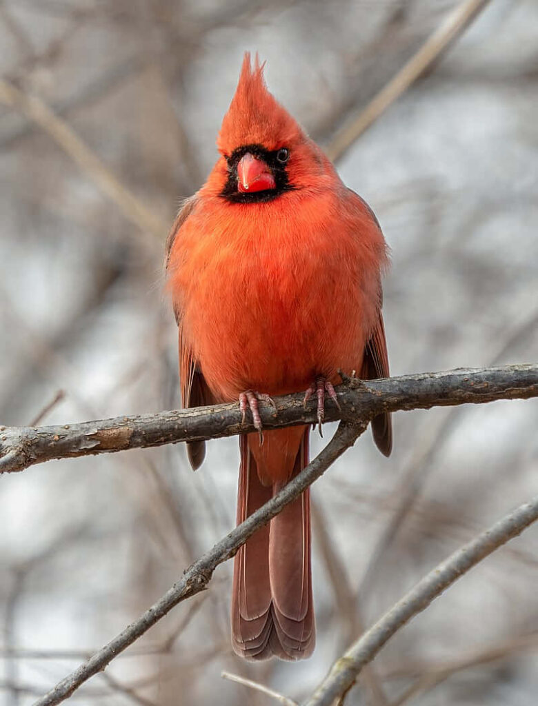Northern Cardinal perched on pine branch vibrant red plumage detailed nature wallpaper background