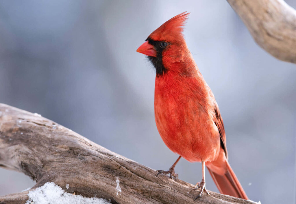Northern Cardinal on snow-covered branch vibrant red feathers winter nature scene wallpaper background