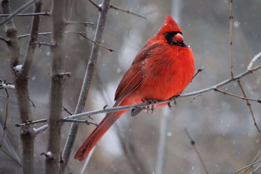 Northern Cardinal perched on snowy branch vibrant red plumage winter bird wallpaper background