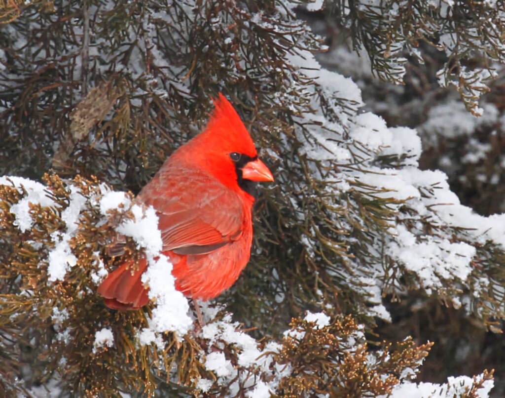 Vibrant Northern Cardinal perched on snowy branches with bright red feathers winter wallpaper background
